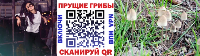 Галлюциногенные грибы Psilocybe  цены   Мончегорск 