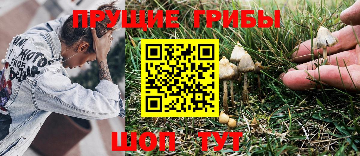 Галлюциногенные грибы Psilocybine cubensis Мончегорск
